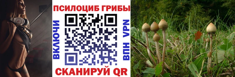 МЕГА маркетплейс  Новокубанск  Галлюциногенные грибы Psilocybe 